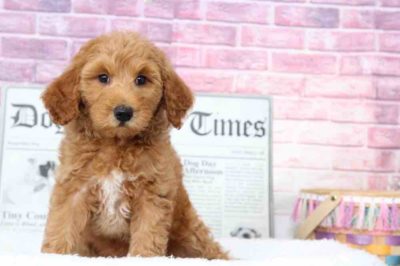 Goldendoodle puppy from GA Puppies Online