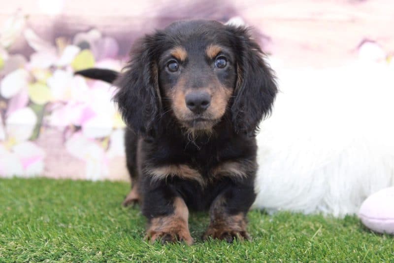 Boomer- Handsome Male ACA Mini Dachshund Puppy - Georgia ...