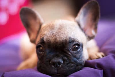 Small french bulldog puppy laying down on purple dog bed